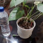 Nahaufnahme einer Pflanze neben einer Wasserflasche und einem Waschbecken auf einem Glastisch