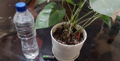 Nahaufnahme einer Pflanze neben einer Wasserflasche und einem Waschbecken auf einem Glastisch